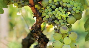 Co dělat a jak se vyvarovat hrachu z hroznů, příčiny problému a prevence